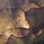 Popular adaptogens for improving mental health and what science says