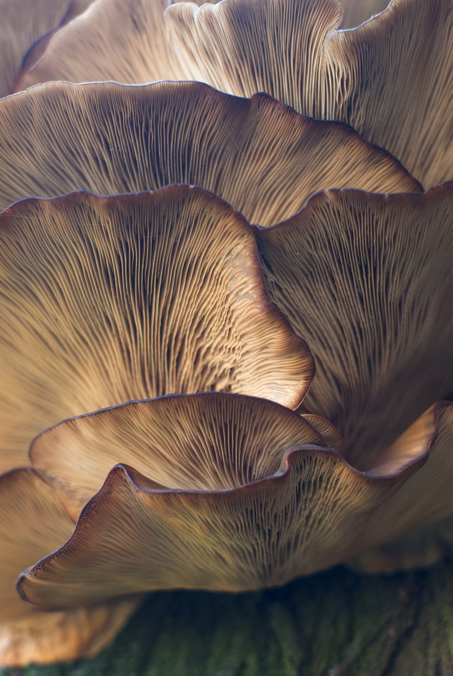ShiftGrit Psychology & Counselling - adaptogens for improving mental health