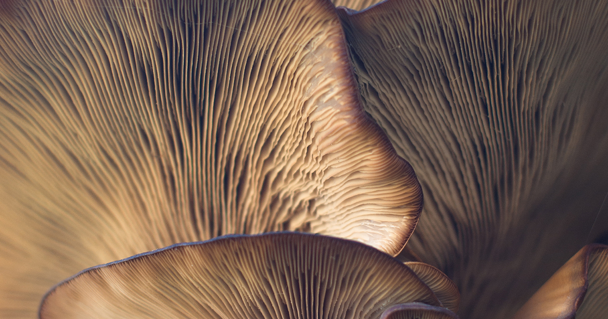 adaptogens for improving mental health