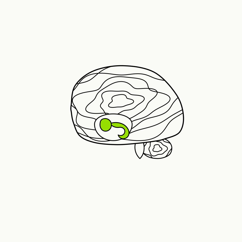 Isometric line drawing of a walnut whose interior reveals brain-like folds, with brand-green markings inside, the glossary specimen for the Walnut Brain.