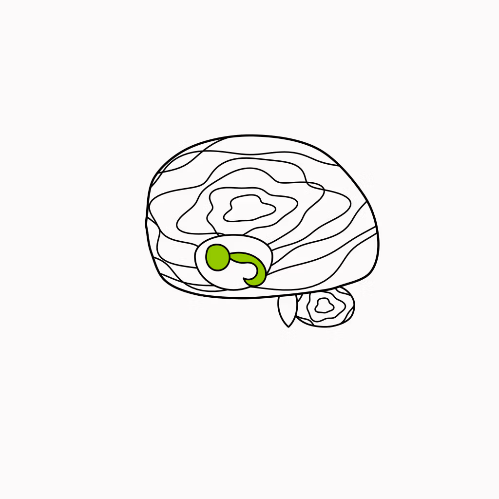 Isometric line drawing of a walnut whose interior reveals brain-like folds, with brand-green markings inside, the glossary specimen for the Walnut Brain.