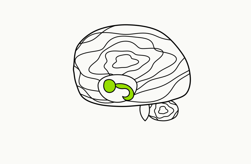 Isometric line drawing of a walnut whose interior reveals brain-like folds, with brand-green markings inside, the glossary specimen for the Walnut Brain.